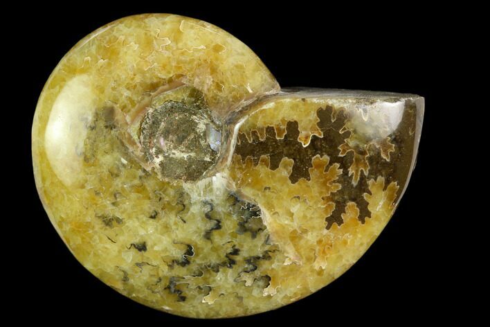 Polished, Agatized Ammonite (Cleoniceras) - Madagascar #119208